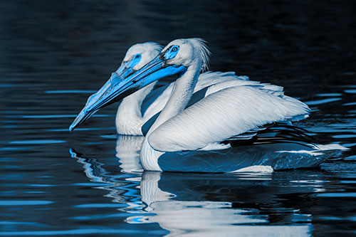 Two Pelicans Swimming In Unison (Blue Tone)