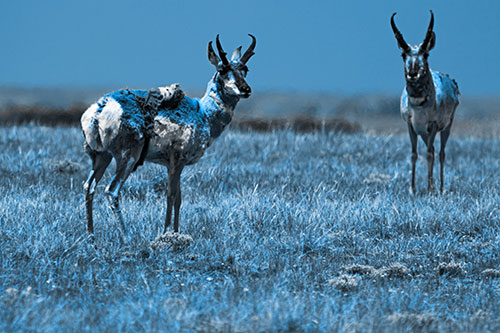Two Shedding Pronghorns Among Grass (Blue Tone Photo)