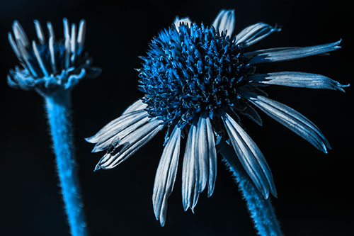 Two Towering Coneflowers Blossoming (Blue Tone Photo)