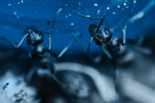 Two Vertical Climbing Carpenter Ants (Blue Tone Photo)