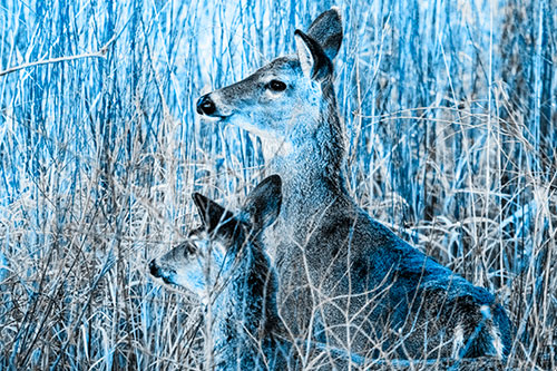 Two White Tailed Deer Scouting Terrain (Blue Tone Photo)