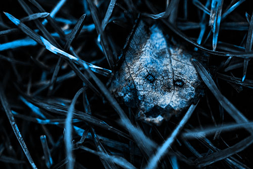 Upset Decaying Leaf Face Hiding Among Twisting Grass Blades (Blue Tone)