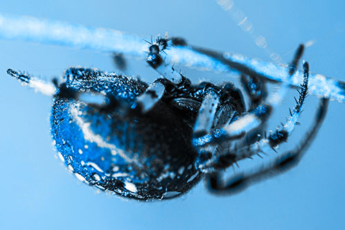 Upside Down Furrow Orb Weaver Spider Crawling Along Stem (Blue Tone)