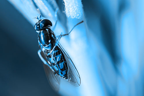 Vertical Leg Contorting Hoverfly (Blue Tone Photo)