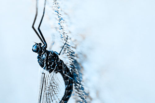Vertical Perched Mayfly Sleeping (Blue Tone Photo)