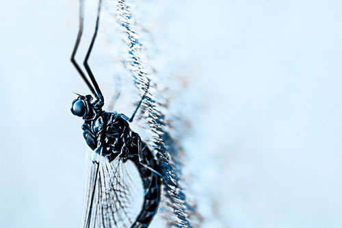 Vertical Perched Mayfly Sleeping (Blue Tone)
