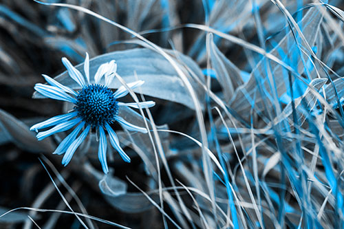 Vibrant Lone Coneflower Beside Plants (Blue Tone Photo)