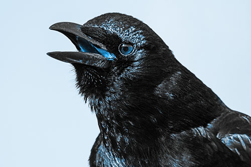 Vocal Crow Cawing Towards Sunlight (Blue Tone Photo)