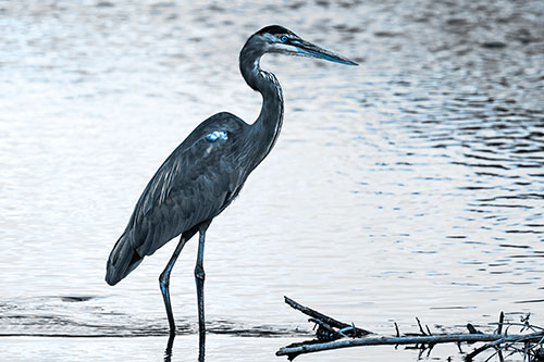 Wading Great Blue Heron Hunting Fish (Blue Tone Photo)