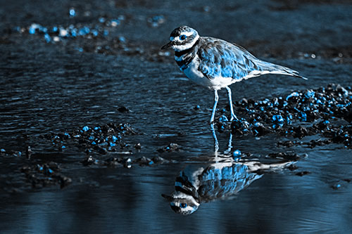 Wading Killdeer Wanders Shallow River Water (Blue Tone Photo)