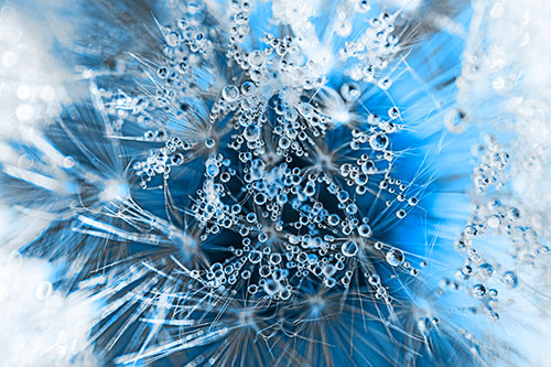 Water Dew Bubbles Among Dandelion Fluff (Blue Tone)
