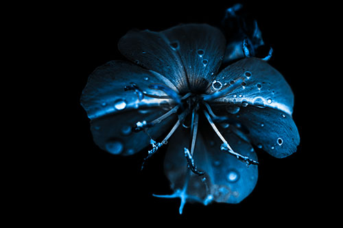Water Droplet Primrose Flower After Rainfall (Blue Tone Photo)
