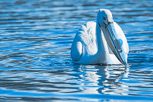 Water Floating Pelican Hunting For Food (Blue Tone)