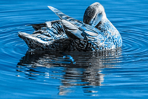 Water Rippling Mallard Duck Grooming Self (Blue Tone)