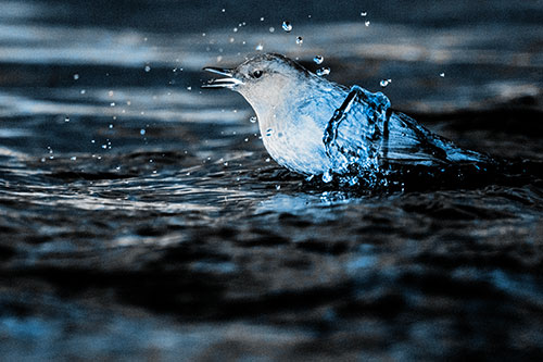 Water Splashing American Dipper Feasting On Larvae (Blue Tone)