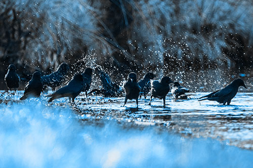 Water Splashing Crows Enjoy Bird Bath Along River Shore (Blue Tone Photo)