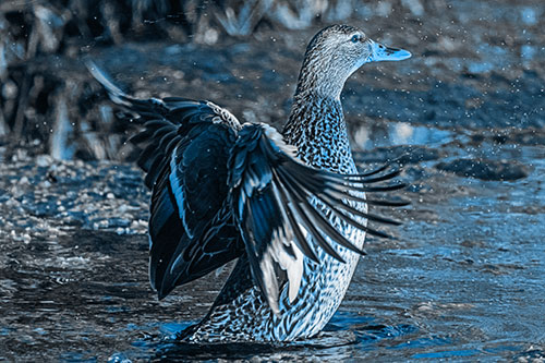 Water Splashing Mallard Duck Flapping Wings Among Pond (Blue Tone Photo)