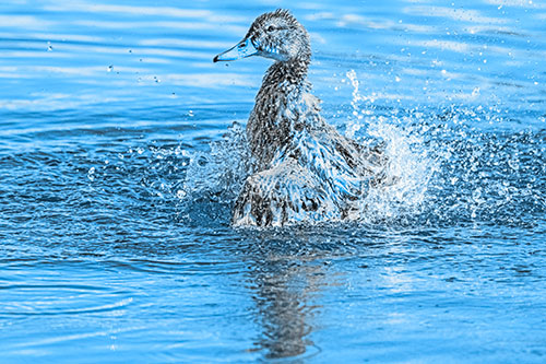 Water Splashing Mallard Duck Taking Bird Bath (Blue Tone)
