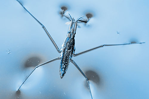 Water Strider Perched Atop Calm River (Blue Tone Photo)