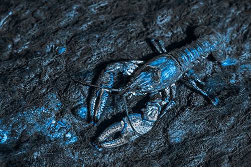 Water Submerged Crayfish Crawling Upstream (Blue Tone)