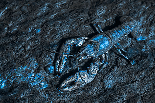 Water Submerged Crayfish Crawling Upstream (Blue Tone Photo)