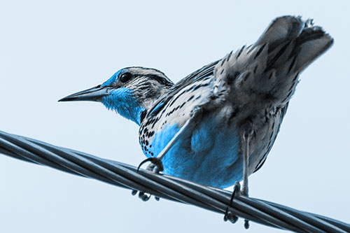Western Meadowlark Keeping Watch Atop Powerline Wire (Blue Tone)