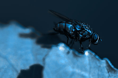 Wet Cluster Fly Walks Along Leaf Rim Edge (Blue Tone Photo)