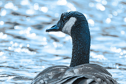 Wet Headed Canadian Goose Among Glistening Water (Blue Tone)