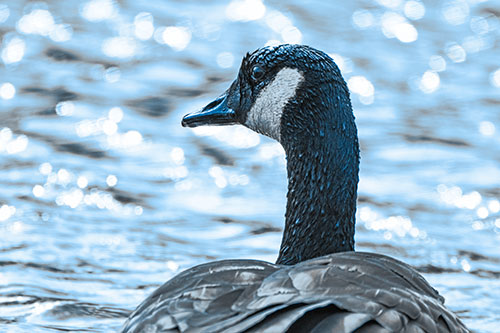 Wet Headed Canadian Goose Among Glistening Water (Blue Tone Photo)