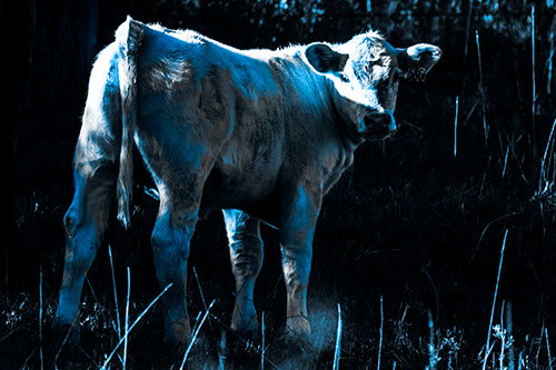 White Cow Calf Looking Backwards (Blue Tone Photo)