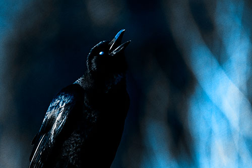 White Eyed Crow Cawing Into Sunlight (Blue Tone Photo)