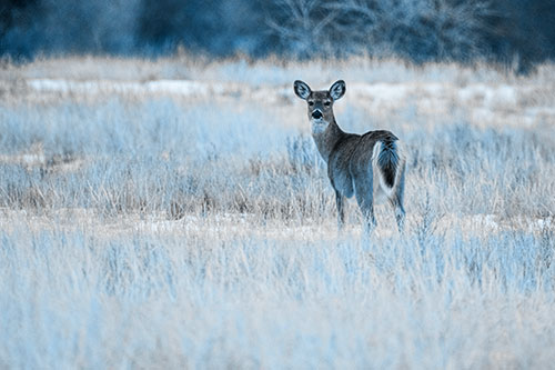 White Tailed Deer Gazing Backwards Among Snowy Field (Blue Tone Photo)