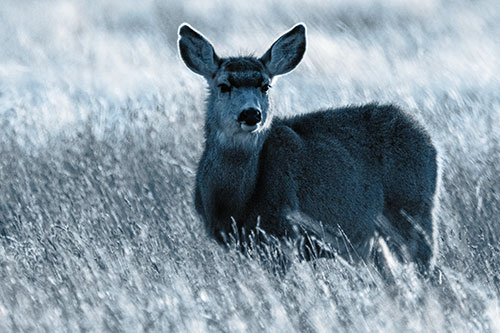 White Tailed Deer Leg Deep Among Grass (Blue Tone Photo)