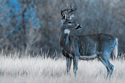 White Tailed Deer Looking Back Towards Sunrise (Blue Tone)