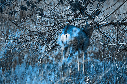 White Tailed Deer Looking Backwards Atop Grassy Pasture (Blue Tone Photo)