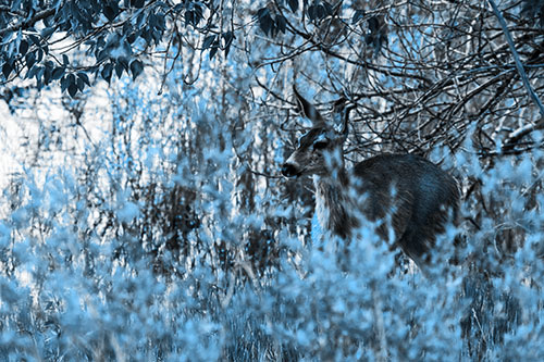 White Tailed Deer Looking Onwards Among Tall Grass (Blue Tone Photo)