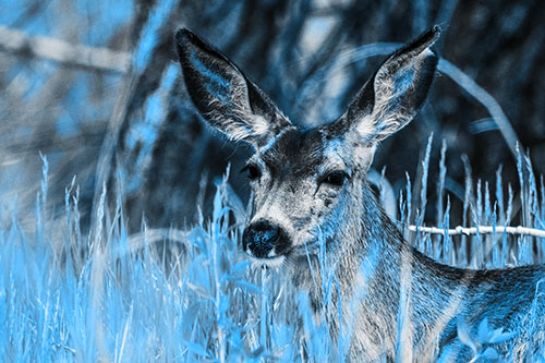 White Tailed Deer Sitting Among Tall Grass (Blue Tone Photo)
