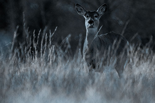 White Tailed Deer Stares Behind Feather Reed Grass (Blue Tone Photo)