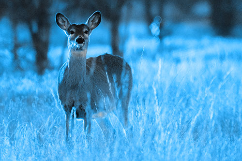 White Tailed Deer Watches With Anticipation (Blue Tone Photo)