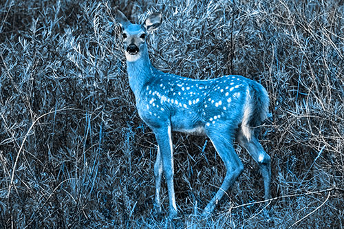 White Tailed Spotted Deer Stands Among Vegetation (Blue Tone)
