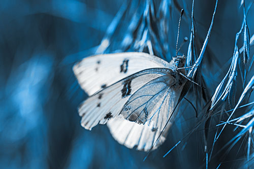 White Winged Butterfly Clings Grass Blades (Blue Tone Photo)