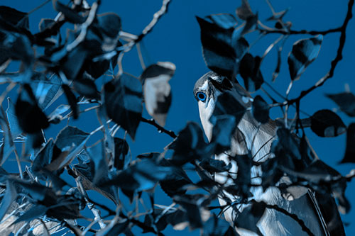 Wide Eyed Black Crowned Night Heron Looking Down From Tree Branch (Blue Tone)