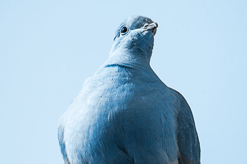 Wide Eyed Collared Dove Keeping Watch (Blue Tone Photo)