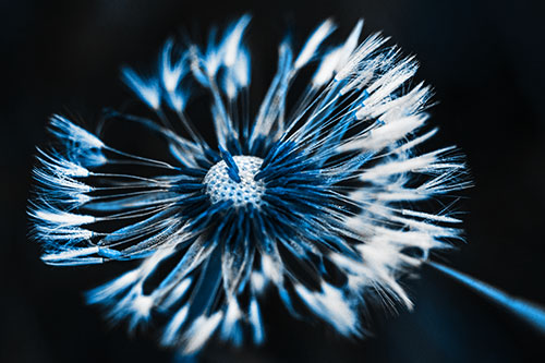 Wind Blowing Partial Puffed Dandelion (Blue Tone Photo)