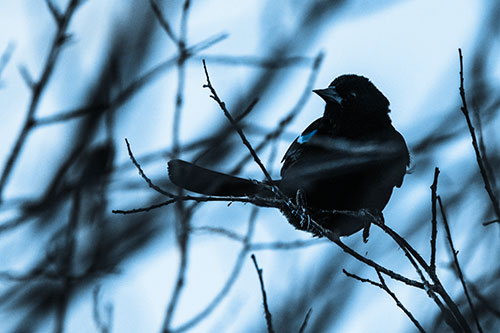 Wind Gust Blows Red Winged Blackbird Atop Tree Branch (Blue Tone Photo)