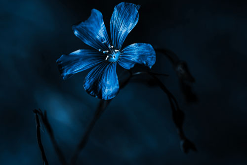 Wind Shaking Flax Flower (Blue Tone Photo)