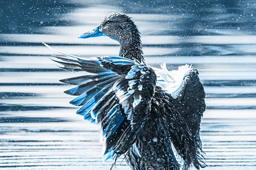 Wing Flapping Mallard Duck Splashing Lake Water (Blue Tone)