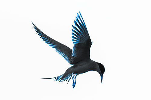 Wing Flapping Tern Eying For Fish Below (Blue Tone)