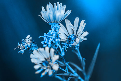 Withering Aster Flowers Decaying Among Sunshine (Blue Tone Photo)