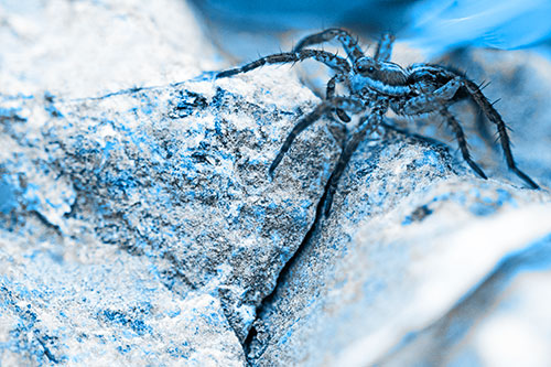 Wolf Spider Crawling Over Cracked Rock Crevice (Blue Tone Photo)